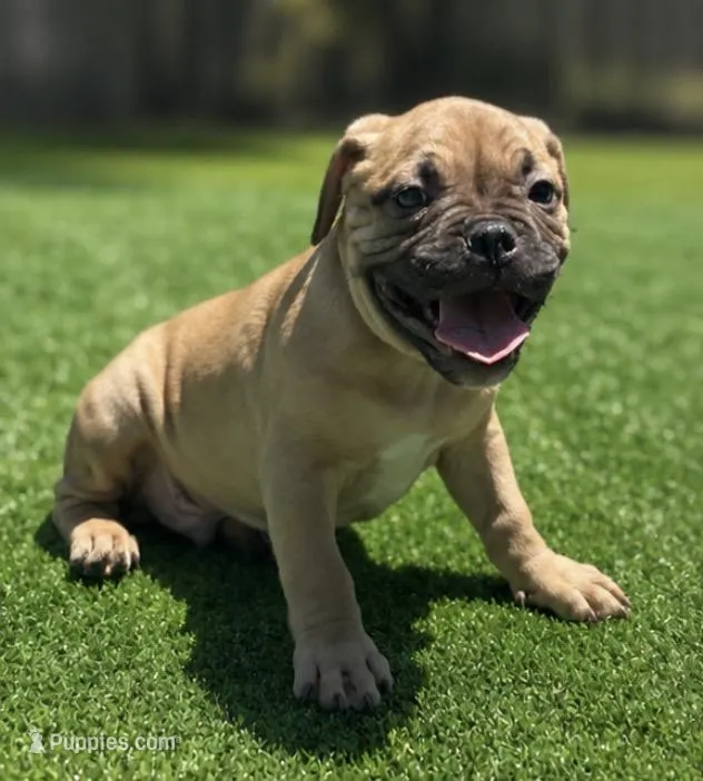 Max – French Bulldog, American Bully puppy for sale in Mansfield, TX