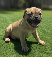 Max, a male French Bulldog and American Bully for sale in Mansfield, TX – 1 of 6