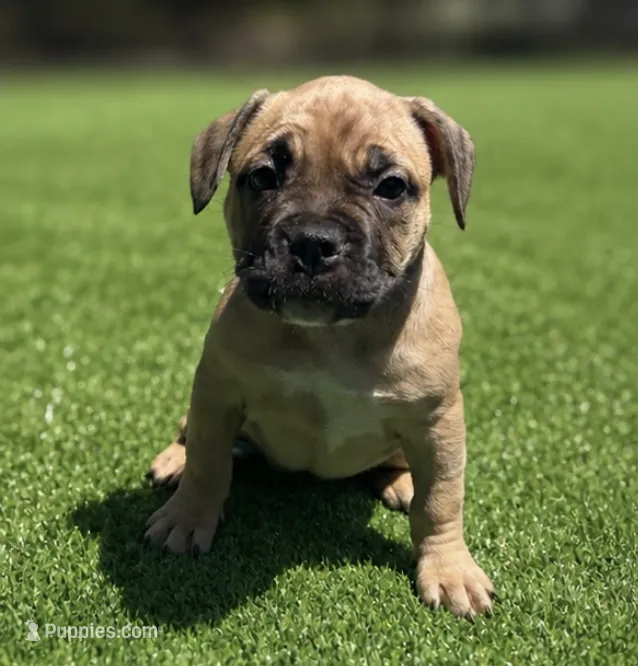 Nala – French Bulldog, American Bully puppy for sale in Mansfield, TX