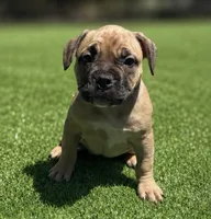Nala, a female French Bulldog and American Bully for sale in Mansfield, TX – 1 of 3