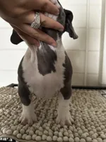Bluey, a female American Bully for sale in Kissimmee, FL – Photo 2 of 4