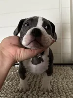 Bluey, a female American Bully for sale in Kissimmee, FL – Photo 3 of 4