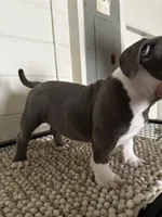 Bluey, a female American Bully for sale in Kissimmee, FL – Photo 4 of 4