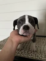 Bluey, a female American Bully for sale in Kissimmee, FL – Photo 1 of 4