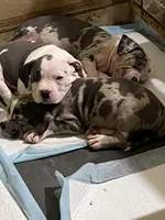 Dot , a female American Bully for sale in Baltimore, MD – Photo 2 of 2