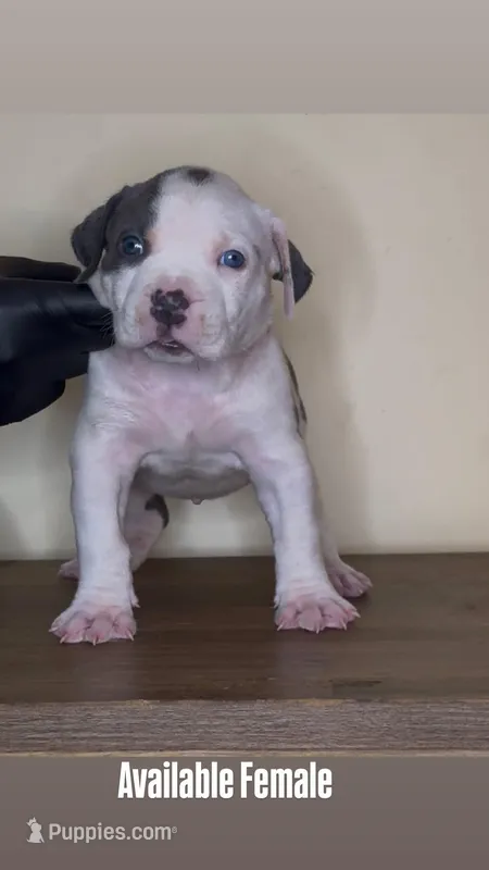 Dot  – American Bully puppy for sale in Baltimore, MD