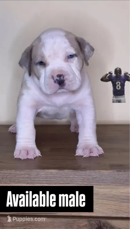 Lamar Jackson – American Bully puppy for sale in Baltimore, MD