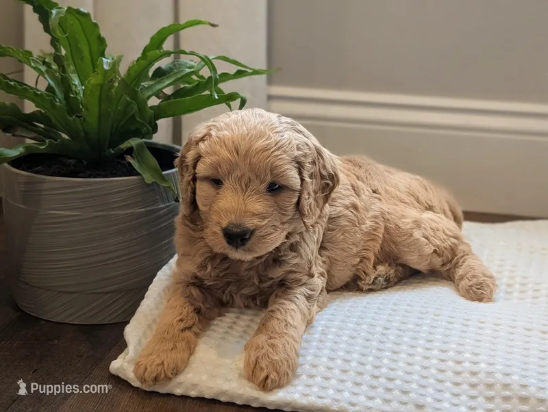 Captain – Miniature Goldendoodle puppy for sale in Denver, PA