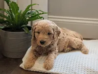 Captain, a female Miniature Goldendoodle for sale in Denver, PA – 1 of 1