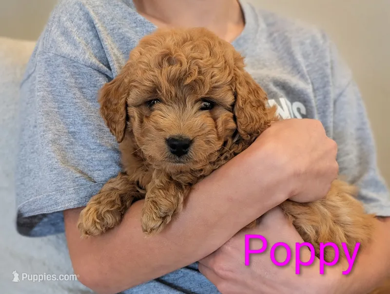 Poppy – Miniature Goldendoodle puppy for sale in Denver, PA