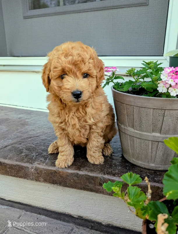Poppy – Miniature Goldendoodle puppy for sale in Denver, PA