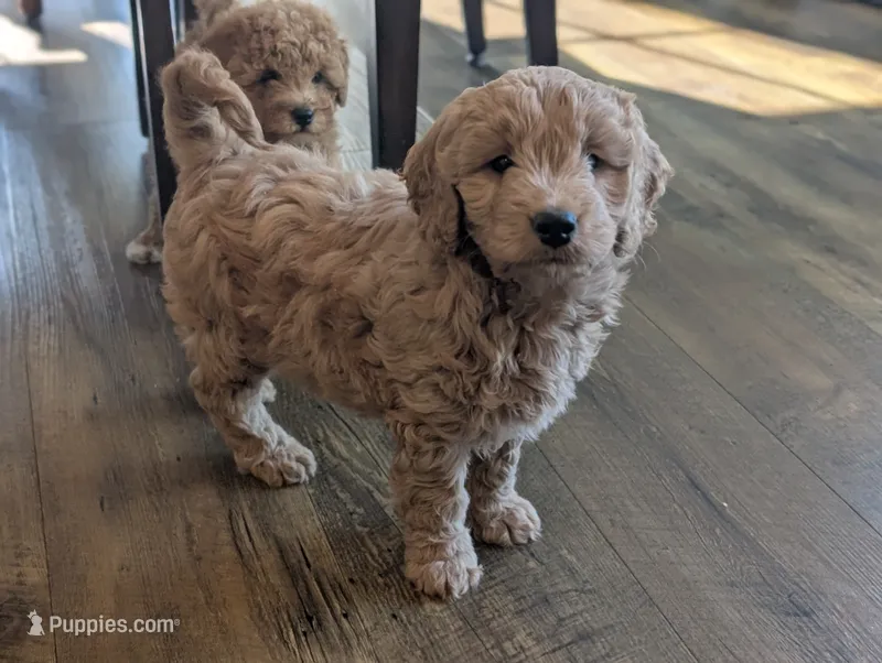Captain – Miniature Goldendoodle puppy for sale in Denver, PA