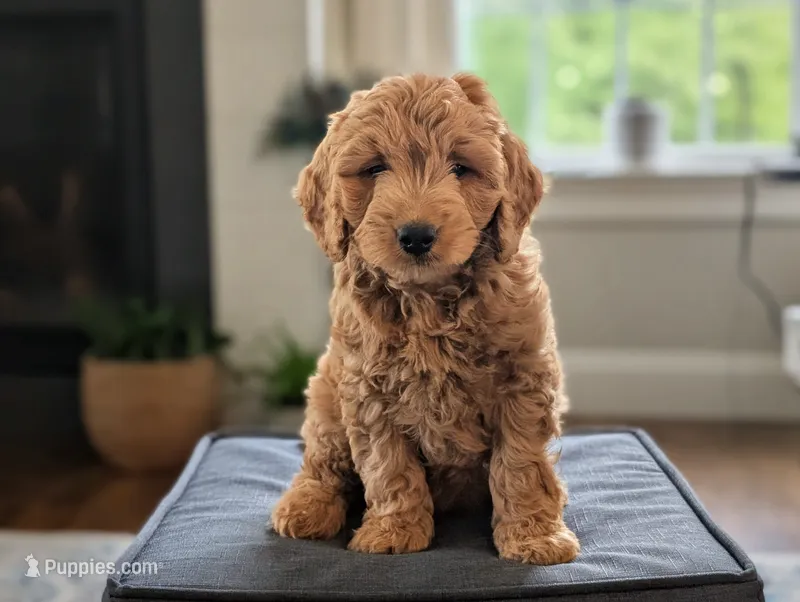 Captain – Miniature Goldendoodle puppy for sale in Denver, PA