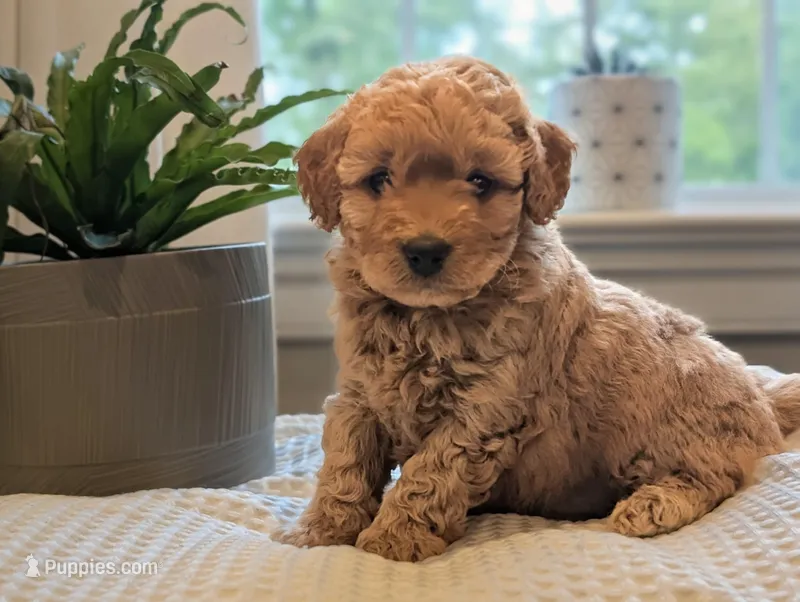 Poppy – Miniature Goldendoodle puppy for sale in Denver, PA