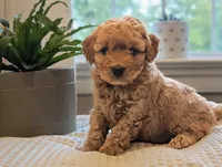 Poppy, a female Miniature Goldendoodle for sale in Denver, PA – 1 of 1