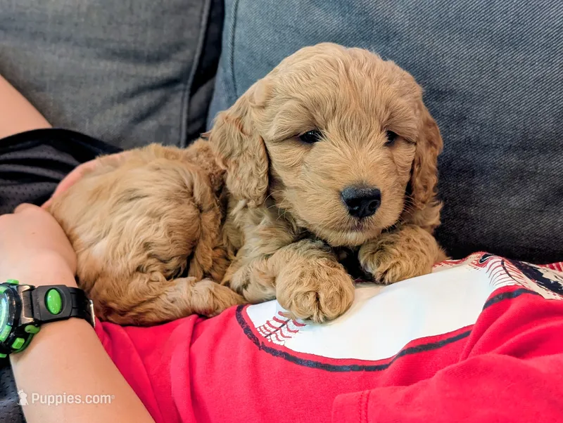 Captain – Miniature Goldendoodle puppy for sale in Denver, PA