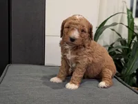 Benji, a male Miniature Goldendoodle for sale in Denver, PA – 1 of 1