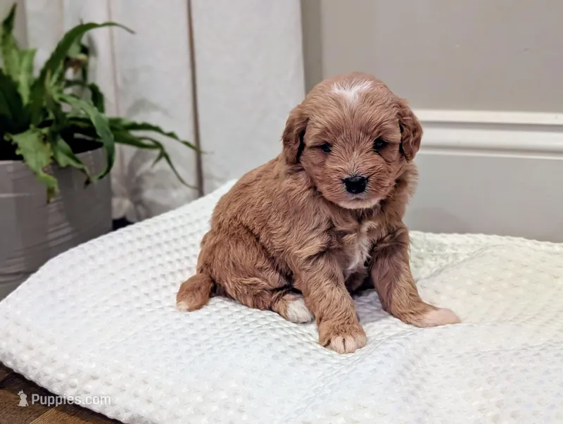 Daisy – Miniature Goldendoodle puppy for sale in Denver, PA