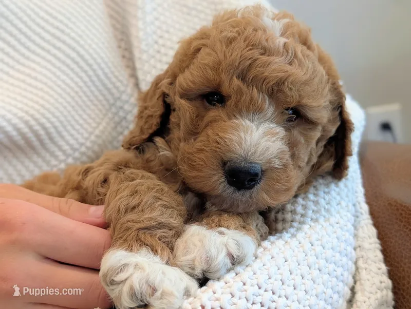 Benji – Miniature Goldendoodle puppy for sale in Denver, PA