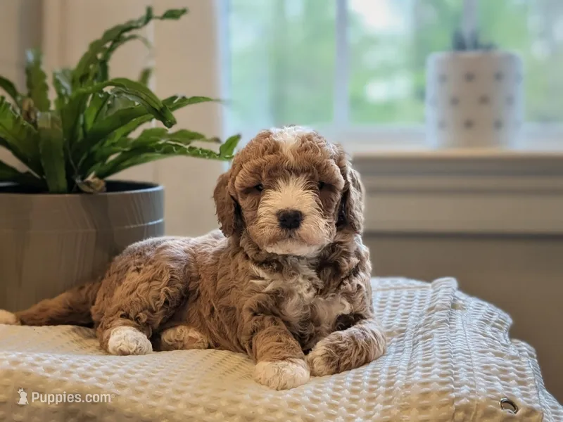 Nicki  – Miniature Goldendoodle puppy for sale in Denver, PA