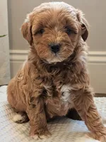 Jax, a male Miniature Goldendoodle for sale in Denver, PA – 2 of 2
