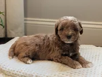 Jax, a male Miniature Goldendoodle for sale in Denver, PA – 1 of 2
