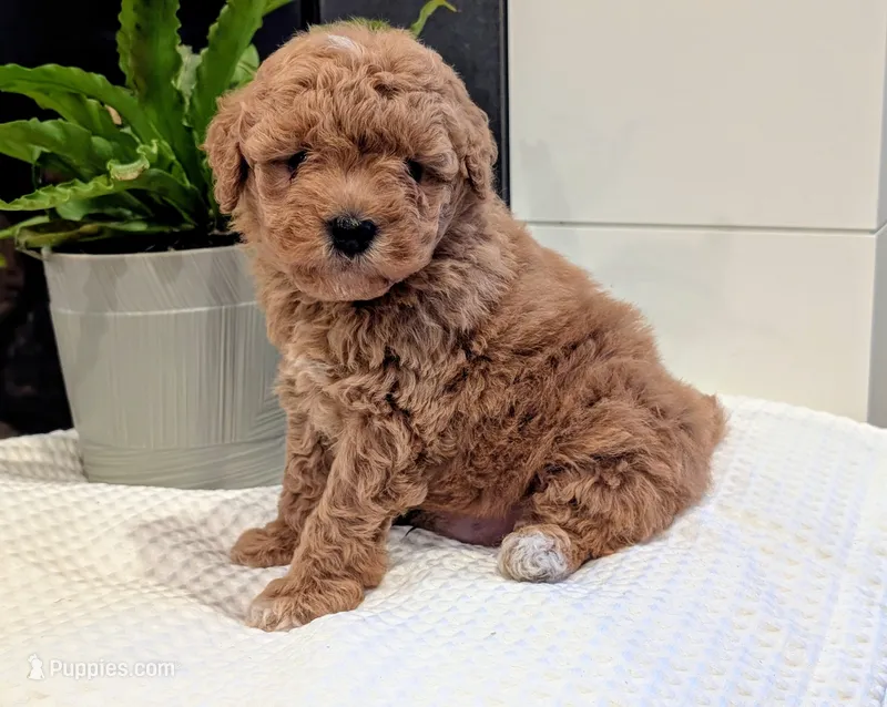 Tucker – Miniature Goldendoodle puppy for sale in Denver, PA