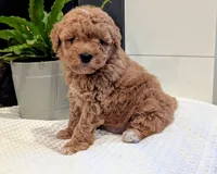 Tucker, a male Miniature Goldendoodle for sale in Denver, PA – 1 of 3