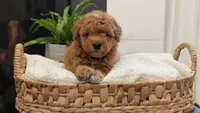 Tucker, a male Miniature Goldendoodle for sale in Denver, PA – 2 of 3