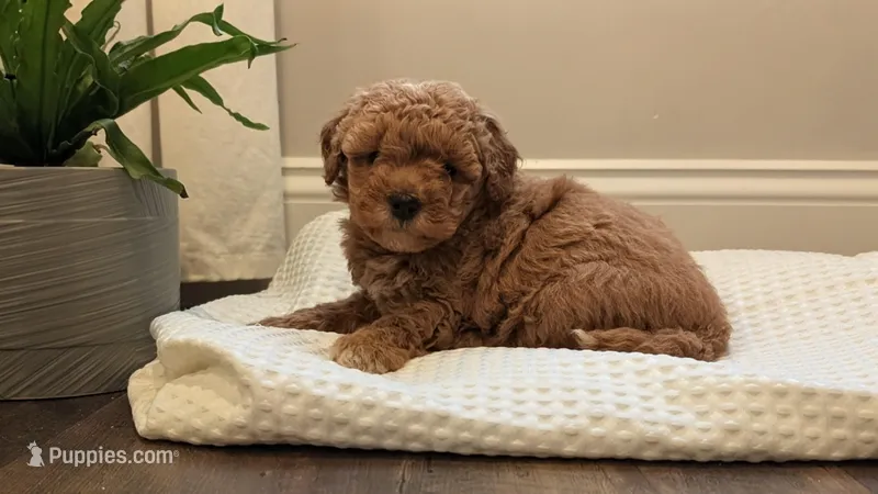 Tucker – Miniature Goldendoodle puppy for sale in Denver, PA