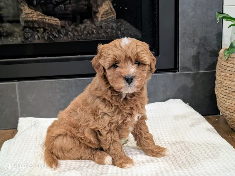 Jax – Miniature Goldendoodle puppy for sale in Denver, PA