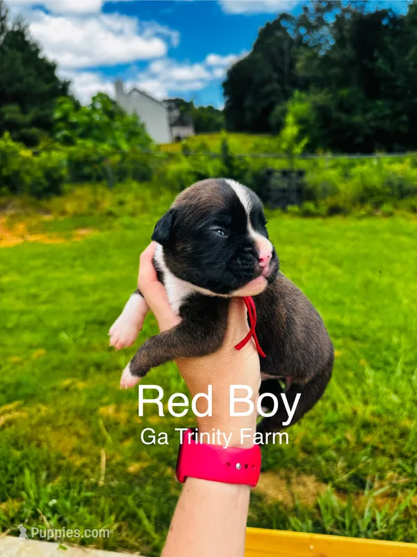Red – Boxer puppy for sale in Gainesville, GA