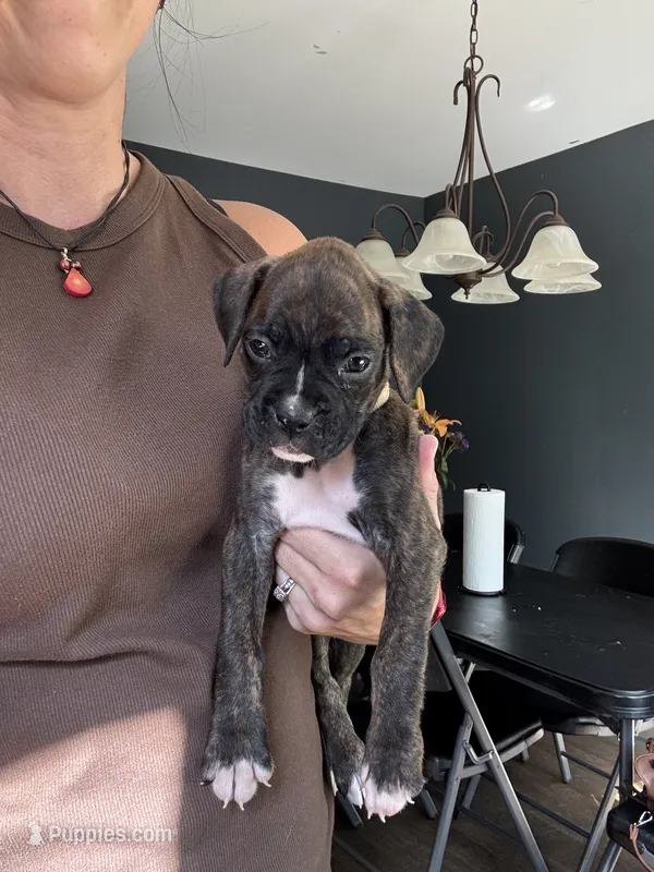 White – Boxer puppy for sale in Gainesville, GA