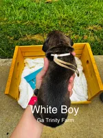 White, a male Boxer for sale in Gainesville, GA – 2 of 2