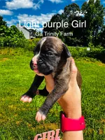 Light purple, a female Boxer for sale in Gainesville, GA – 2 of 2