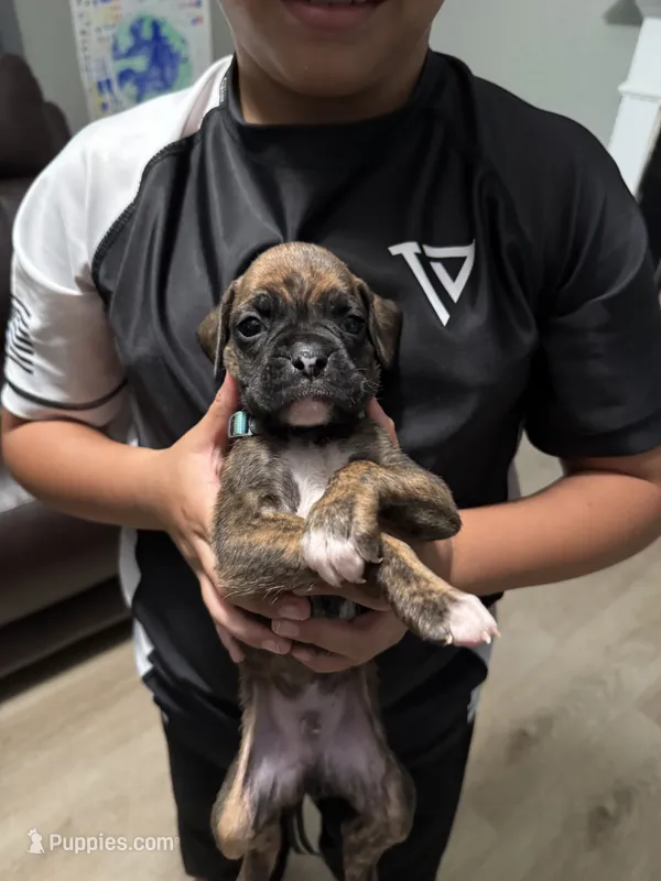 Blue  – Boxer puppy for sale in Gainesville, GA