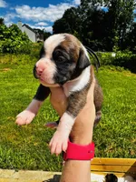Purple , a female Boxer for sale in Gainesville, GA – 3 of 3