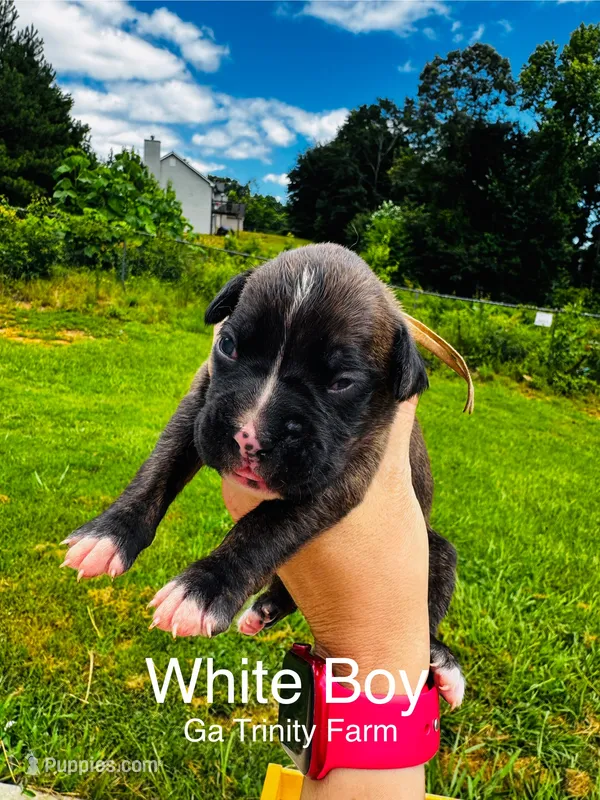 White – Boxer puppy for sale in Gainesville, GA