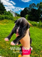 White, a male Boxer for sale in Gainesville, GA – 1 of 2