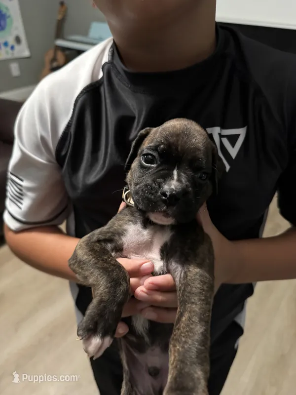 White – Boxer puppy for sale in Gainesville, GA