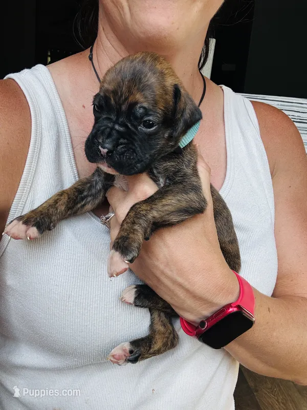 Blue  – Boxer puppy for sale in Gainesville, GA