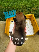 Gray, a male Boxer for sale in Gainesville, GA – 3 of 4