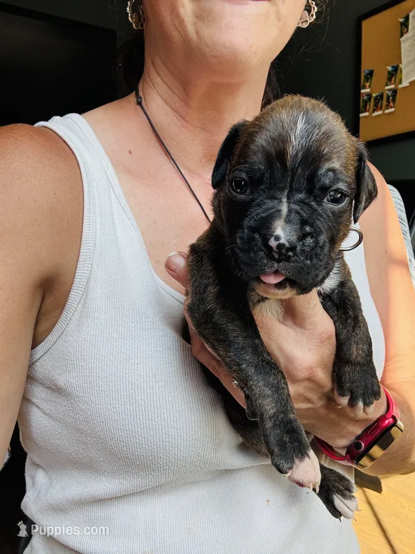 White – Boxer puppy for sale in Gainesville, GA
