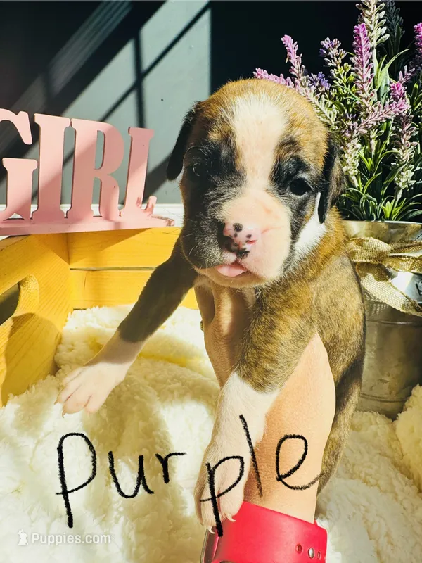 Purple  – Boxer puppy on hold in Gainesville, GA