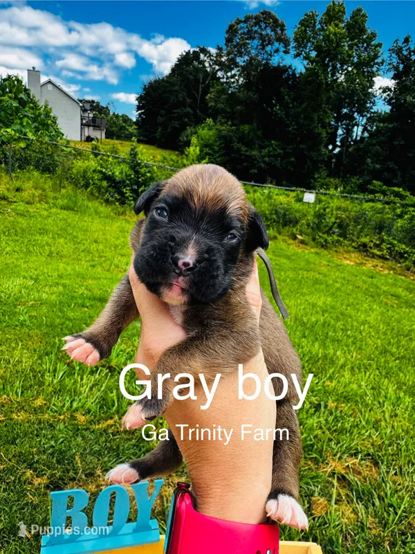 Gray – Boxer puppy for sale in Gainesville, GA