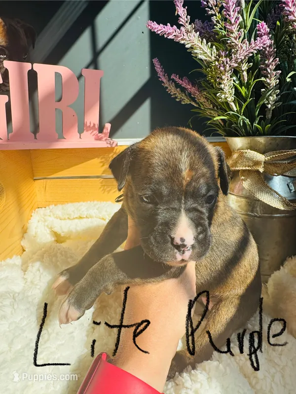 Light purple – Boxer puppy for sale in Gainesville, GA