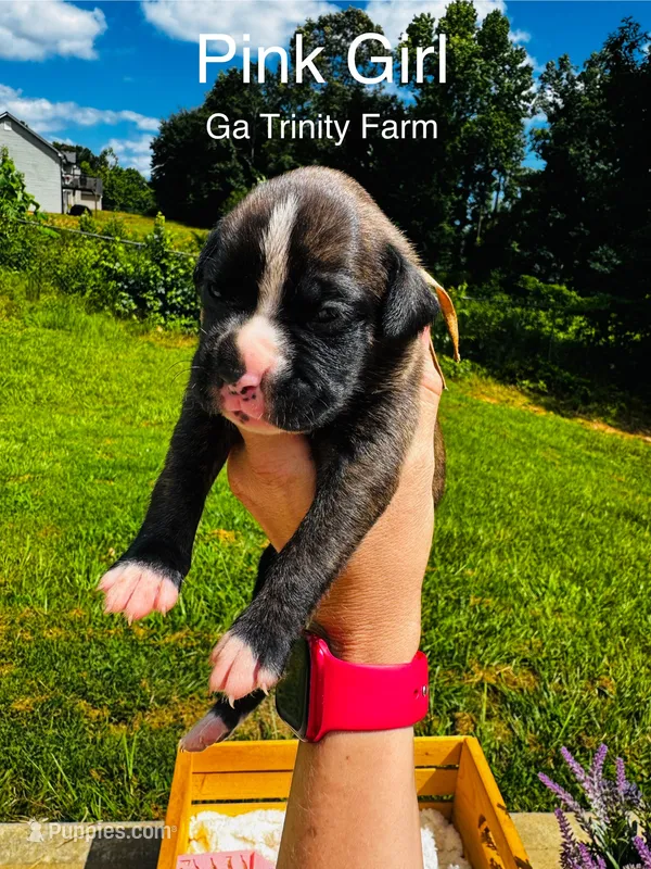 Pink – Boxer puppy for sale in Gainesville, GA