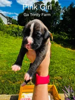 Pink, a female Boxer for sale in Gainesville, GA – 1 of 3