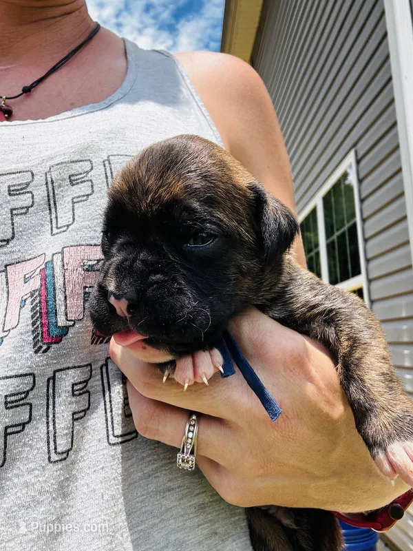 Blue  – Boxer puppy for sale in Gainesville, GA