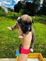 Gray, a male Boxer for sale in Gainesville, GA – 4 of 4